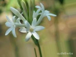 augmented_Polianthes tuberosa flower5_0_1269.jpeg